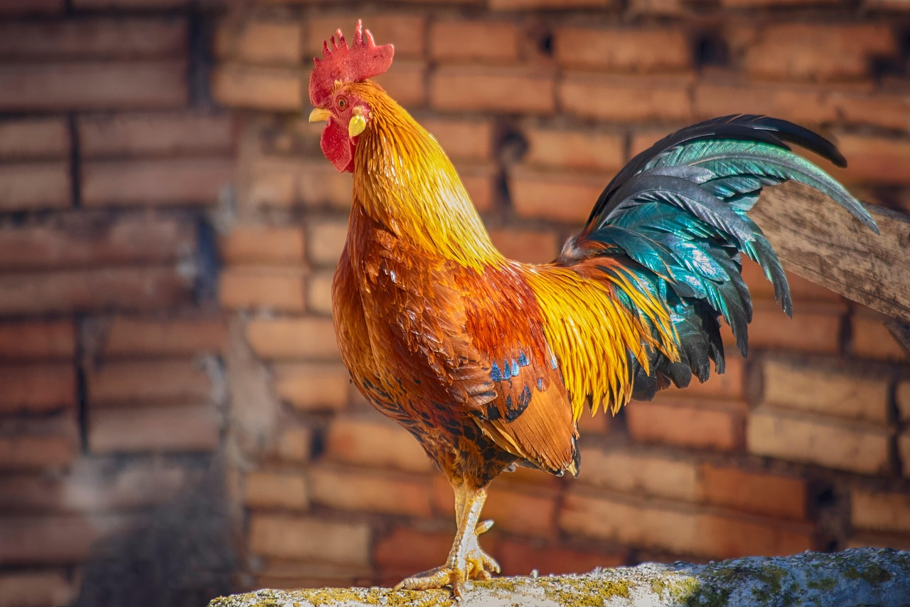 Rooster, a type of crowing fowl