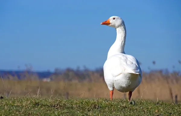 A Goose in a field under a blue sky.