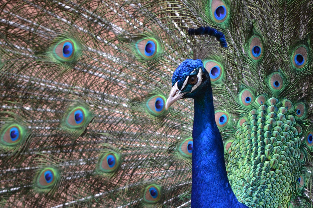 A close up of peacock with tail feathers spread  