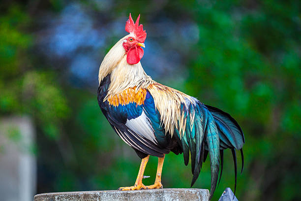 Rooster, a type of crowing fowl