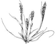 A drawing of Sacramento Orcutt Grass