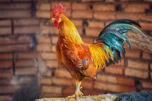 Colorful rooster