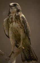 Swainson Hawk