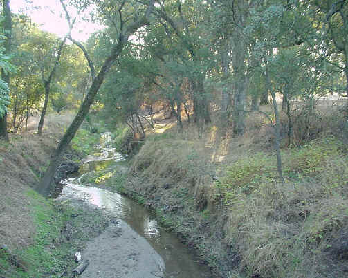 Arcade Creek in Citrus Heights photo by PER staff 